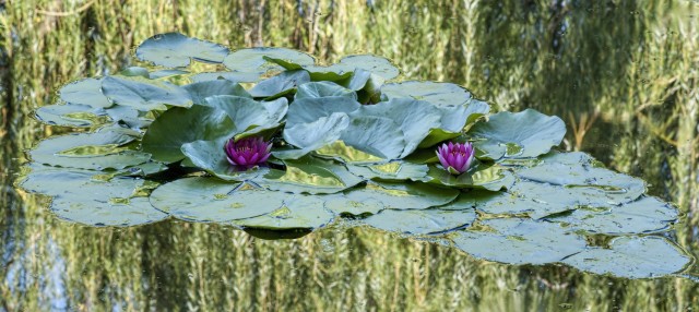 Waterlily and willow