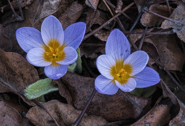 Crocus