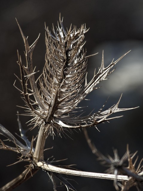 Eryngium