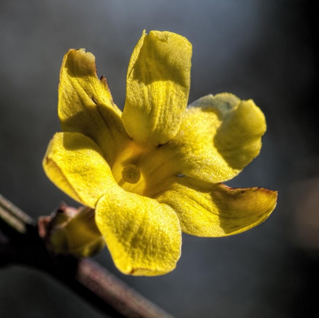 Winter jasmine