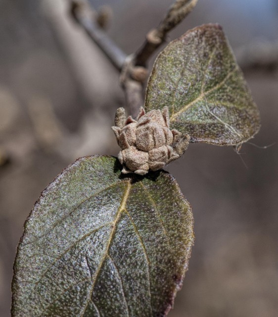 Viburnum