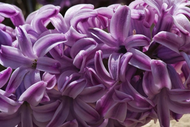 Floppy hyacinth