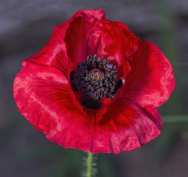 Yet another red poppy