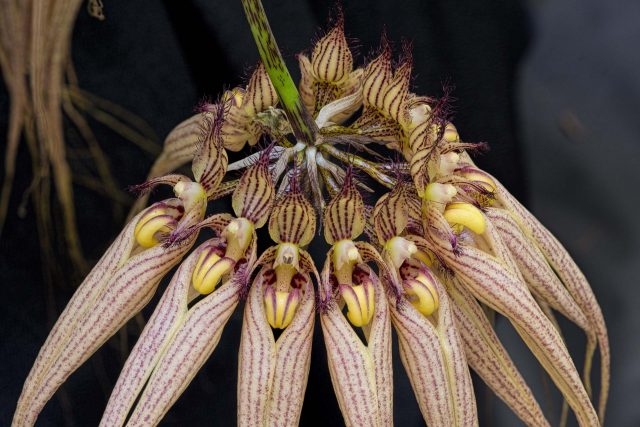 Bulbophyllum Elizabeth Ann "Jean" (Bulb. longissimum x Bulb. rothschildianum)