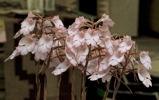 Habenaria carnea. Extra-large image for those with huge monitors.