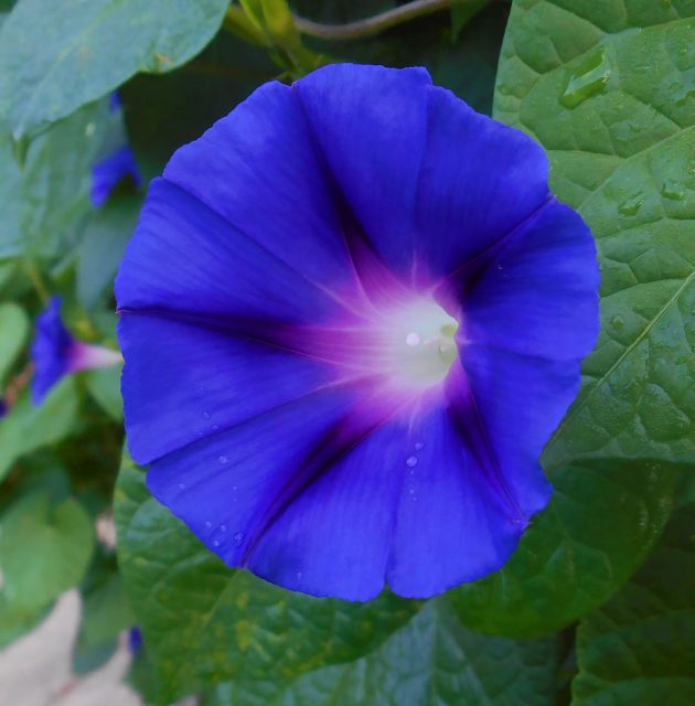 Morning glory in October