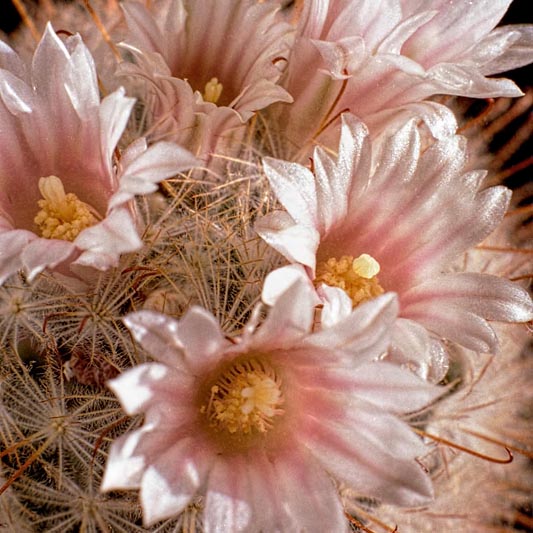 From the archives: Mammillaria and Pachypodium