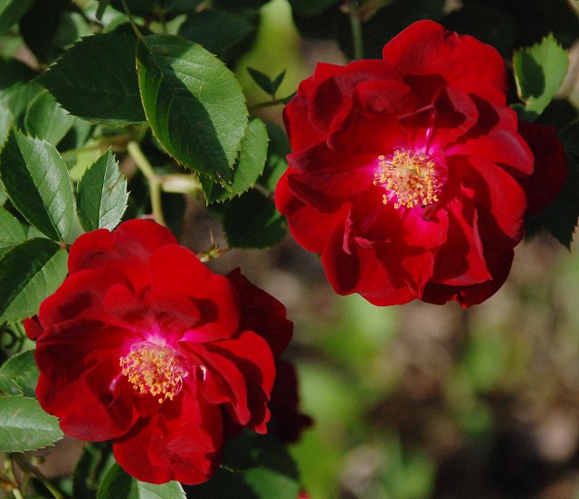 The commonest rose in cultivation – Zoopraxiscope
