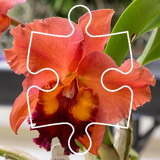 Puzzle: orchid