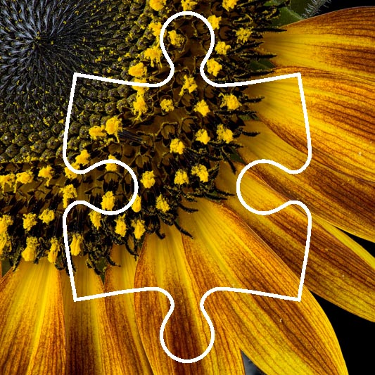 Puzzle: sunflower