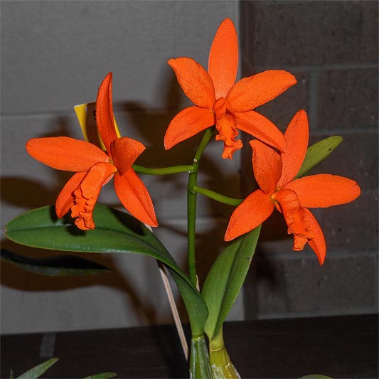 Kansas Orchid Society, March 18