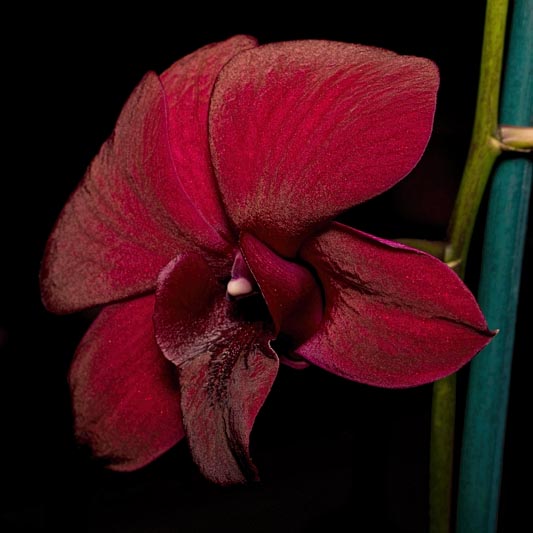 Orchid Show, November 3-4, 2018 IV